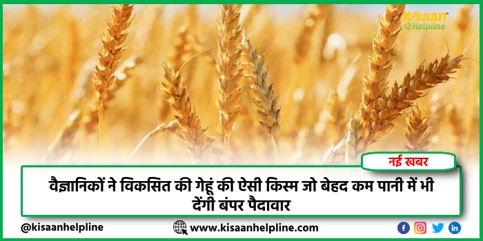 वैज्ञानिकों ने विकसित की गेहूं की ऐसी किस्म जो बेहद कम पानी में भी देंगी बंपर पैदावार